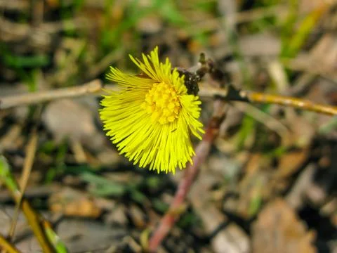 Yellow daisy flower in spring forest Foto stock