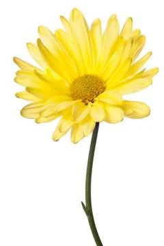 Yellow daisy flower stem Foto stock