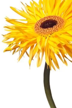 Yellow daisy flower stem Stock Photos