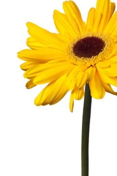 Yellow daisy flower stem Stock Photos