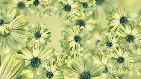 Yellow Daisy Flowers Background 4K Stock Footage 198741153