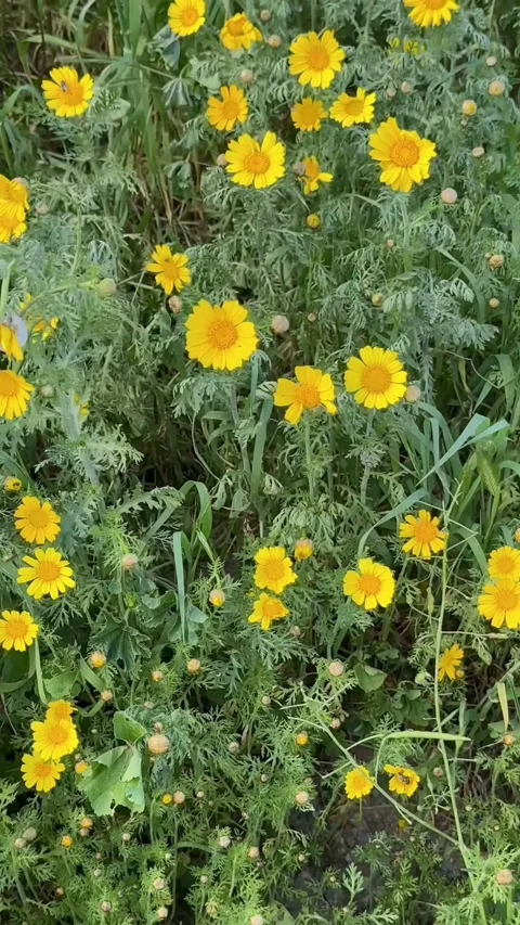 Yellow daisy flowers blooming in a green spring field Stock Footage 331982971