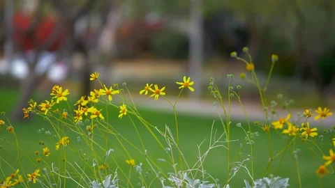 Yellow daisy flowers Stock Footage 89786690