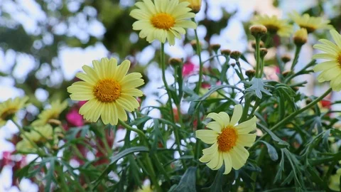 Yellow Daisy Flowers In The Garden Stock Footage