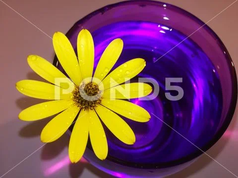 Yellow daisy flowers in a purple glass Stock Photos
