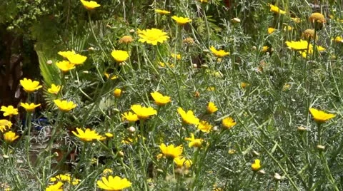 Yellow daisy 스톡 동영상 22380794