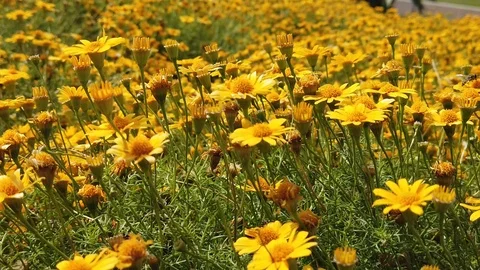 Yellow daisy Stock Footage 104420702