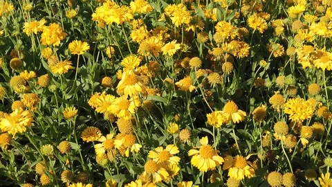 Yellow daisy Stock Footage 104484935
