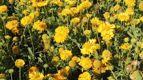 Yellow daisy Stock Footage 104485334