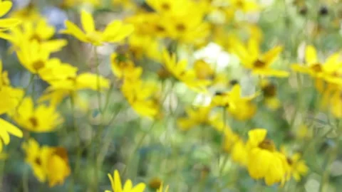 Yellow Daisy Video stock 156770969