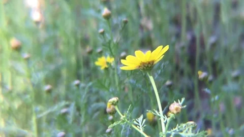 Yellow Daisy Stock Footage 190648969