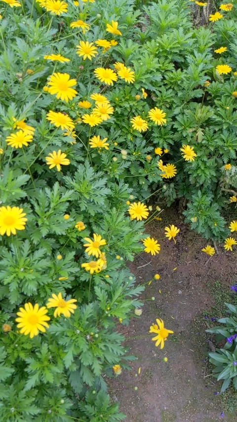 Yellow daisy. Stock Footage 218279991