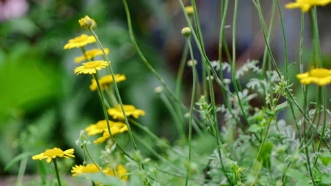 Yellow Daisy Stock Footage 221649138