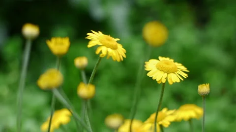 Yellow Daisy Stock Footage 221649229
