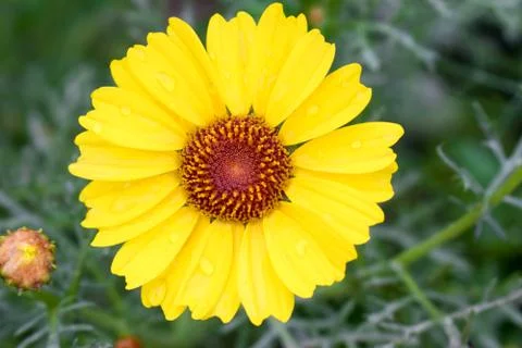 A yellow daisy with green background Stock Photos