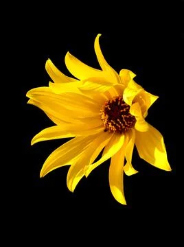 Yellow Daisy (Helenium) Stock Photos