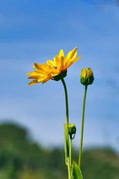 Yellow Daisy Helenium Stock Photos