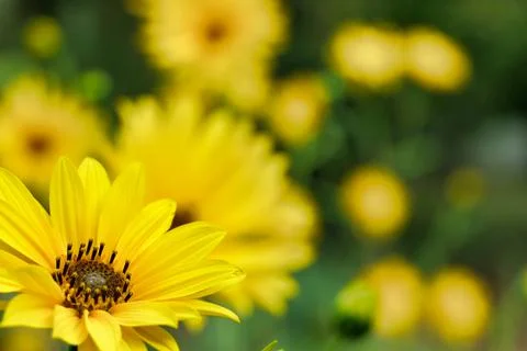 Yellow Daisy Helenium Foto stock