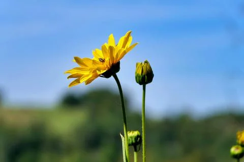 Yellow Daisy Helenium. Stock Photos