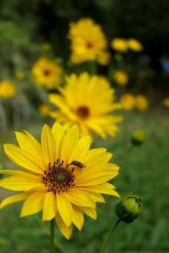 Yellow Daisy Helenium. Stock Photos