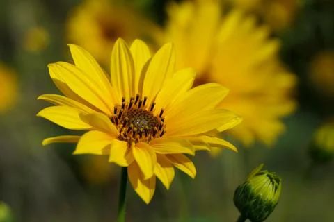 Yellow Daisy Helenium. Stock Photos
