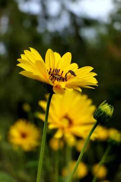 Yellow Daisy Helenium Stock Photos
