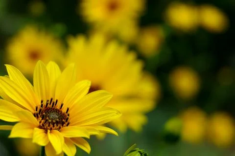 Yellow Daisy Helenium Stock Photos