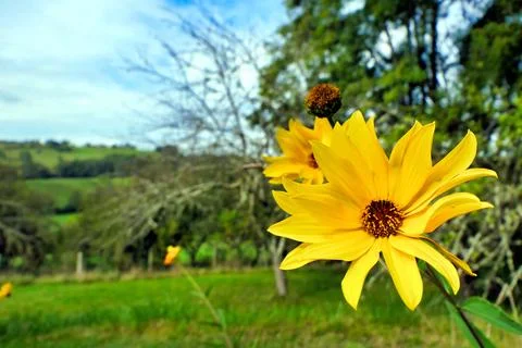 Yellow Daisy Helenium. Stock Photos