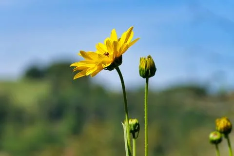 Yellow Daisy Helenium. Stock Photos
