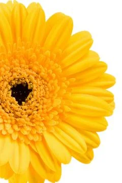 Yellow daisy isolated Stock Photos