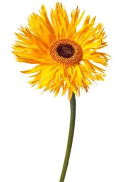Yellow daisy isolated Stock Photos