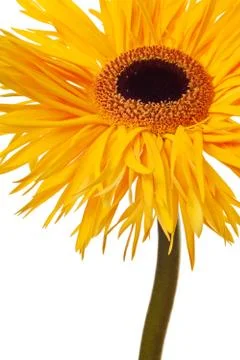 Yellow daisy isolated Stock Photos