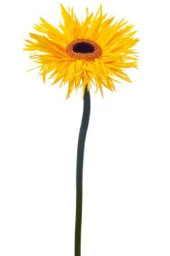 Yellow daisy isolated Stock Photos