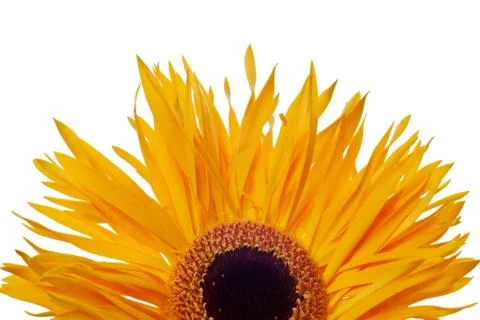 Yellow daisy isolated Stock Photos