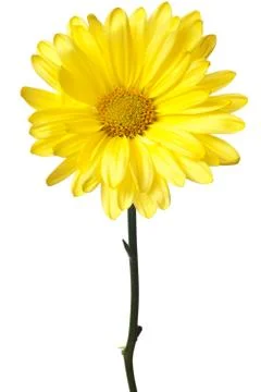 Yellow daisy isolated Stock Photos