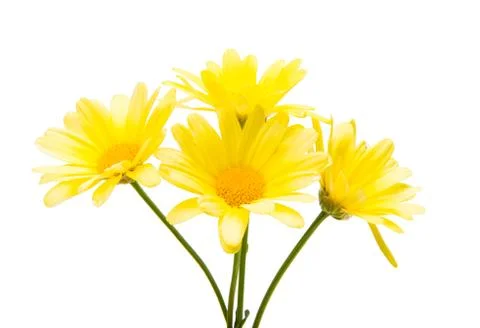 Yellow daisy isolated Stock Photos