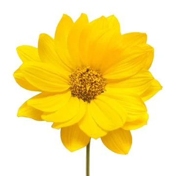 Yellow daisy isolated on a white background. Flowers card. Flat lay, top view Stock Photos