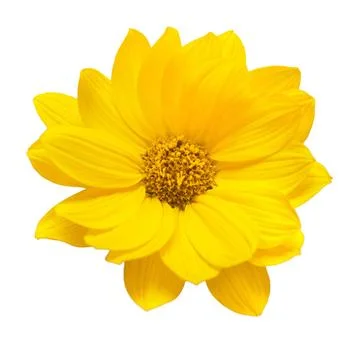 Yellow daisy isolated on a white background. Flowers card. Flat lay, top view Stock Photos