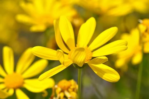 Yellow daisy macro close up Foto stock