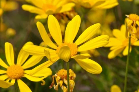 Yellow daisy macro close up Fotos de archivo
