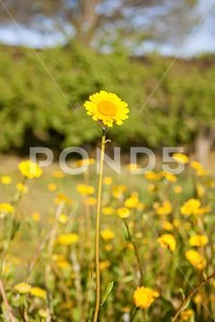 A yellow daisy in the meadow during the spring. Stock Photos