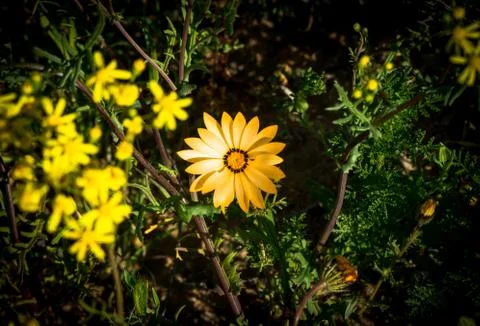 Yellow daisy in the middle Stock Photos