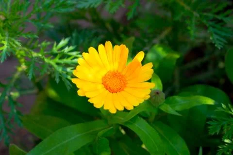 A yellow daisy in a park. Stock Photos