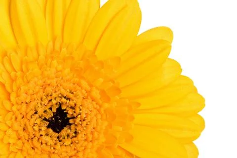 Yellow daisy Stock Photos