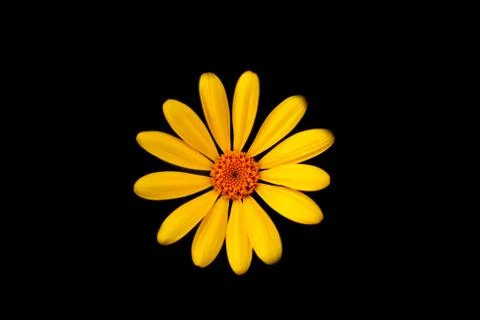 Yellow daisy Stock-Fotos