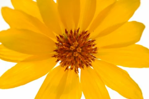 Yellow daisy Fotos Stock