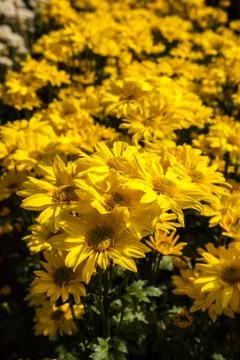 Yellow daisy Stock Photos