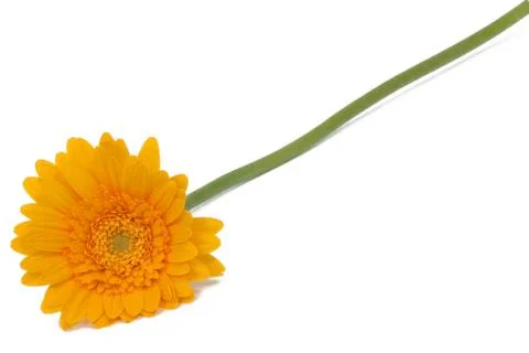 Yellow daisy Stock Photos