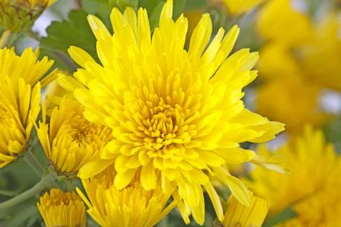Yellow daisy Foto stock