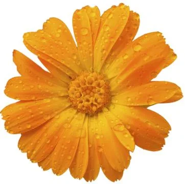 Yellow daisy Stock Photos